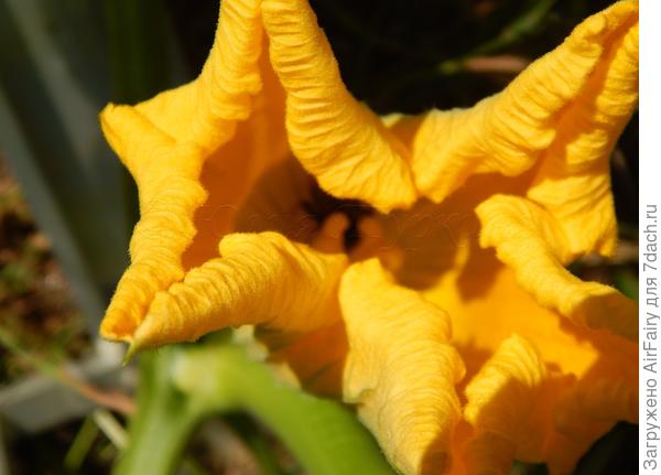 Огурец "Курносик F1" (322/1), 13.06.2021