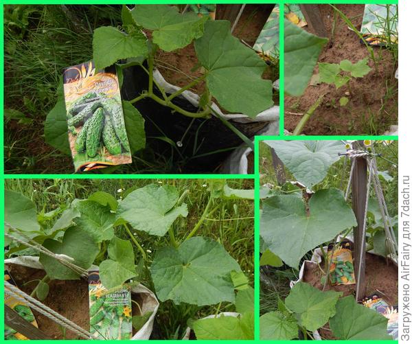 Мешочный огуречный "дворик", 30.06.2021