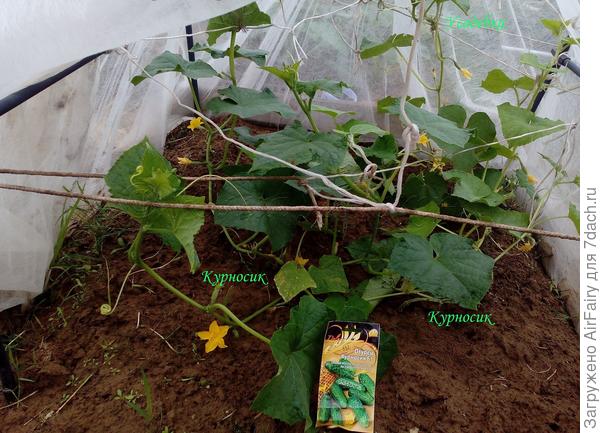 Цветение, 02.07.2021