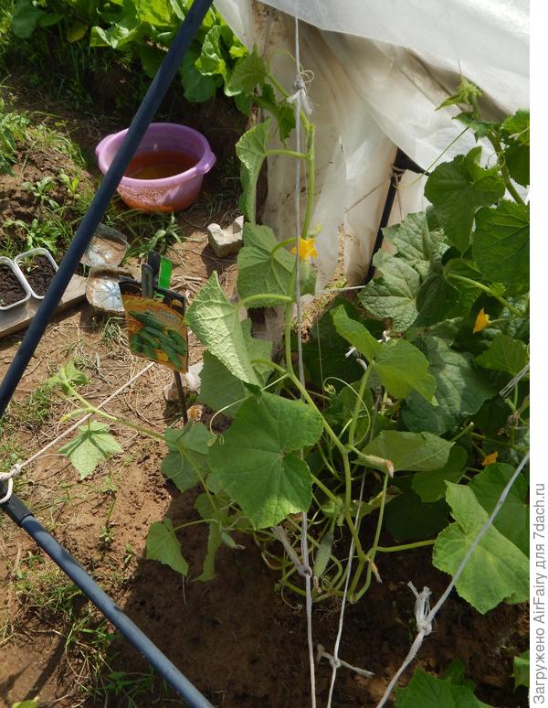 Завязи, 9.07.2021