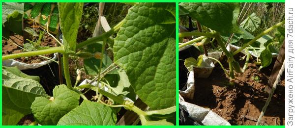 322/3 - первые огурчики, 9.07.2021