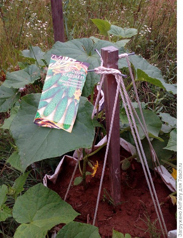 Цветение, 02.07.2021