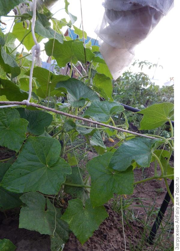 Завязи, 20.07.2021