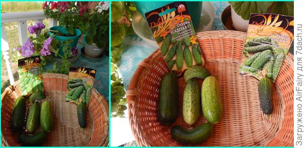 "Усадебка F1" и "Родня F1": первый урожай, 14.07.2021