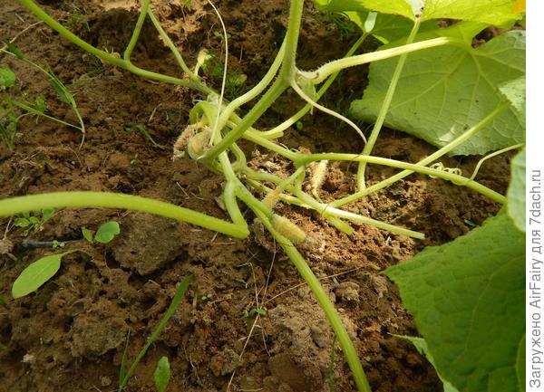 тот же куст и дата