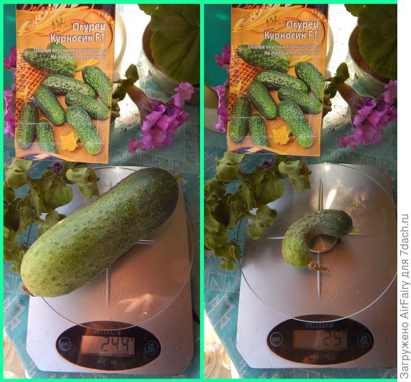 Большой брат и младшенький