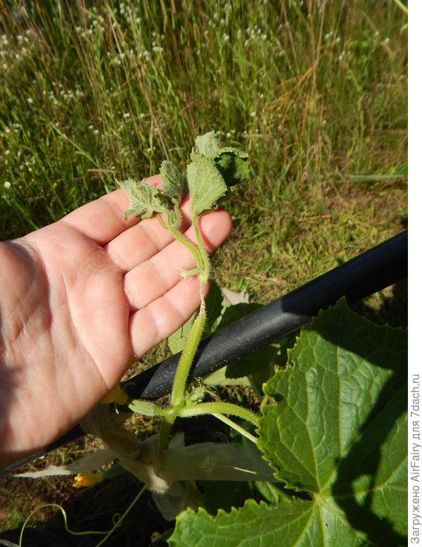 322 мешок, 9 июля