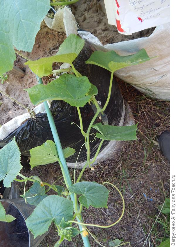 Первый урожай, 14.07.2021