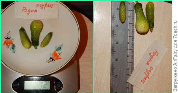 Последние малыши, 19.09.2021