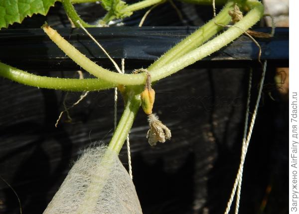 усадебка -2, 4 августа