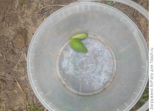 Последние малютки Курносика