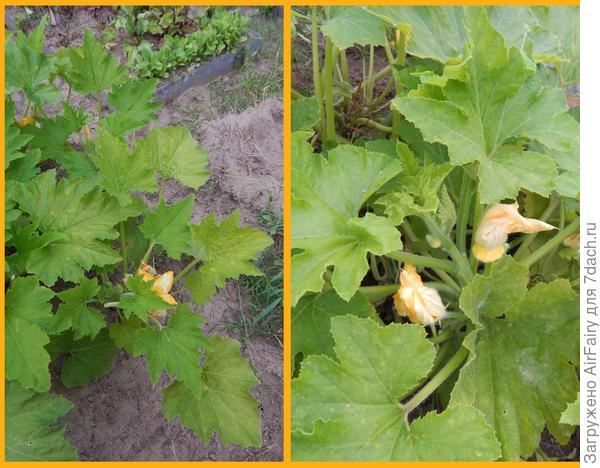 Цветем и зреем, август 2021 г.