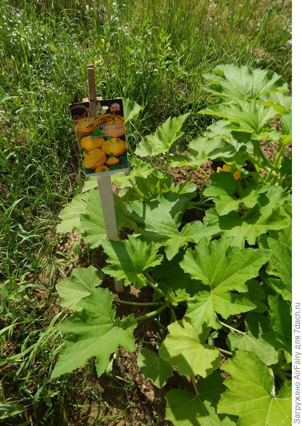 Барокко 375/2, 18 июля 2021 г.