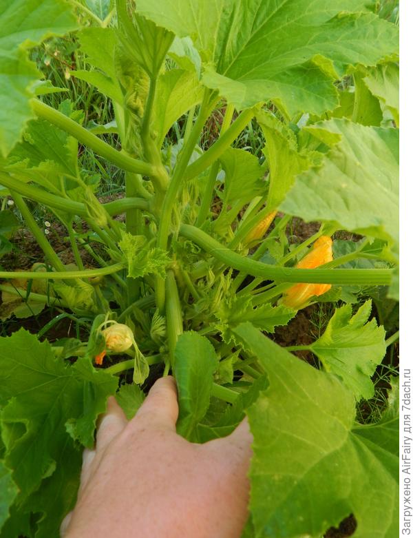 Первые бутоны, цветение и завязи, 21 июля 2021 г.