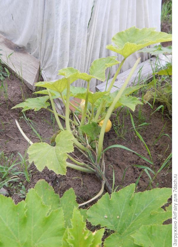 Первый патиссончик, 26 августа 2021 г.