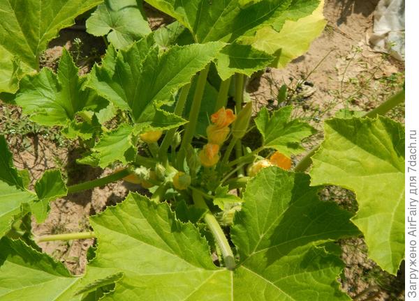 Зреем, 4 августа 2021 г.