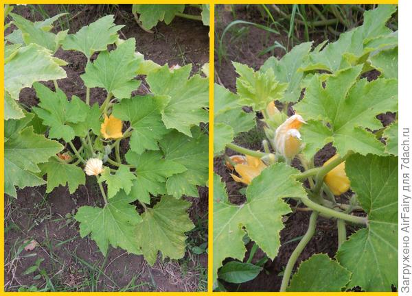 Маленькие патиссончики, 26 августа 2021 г.