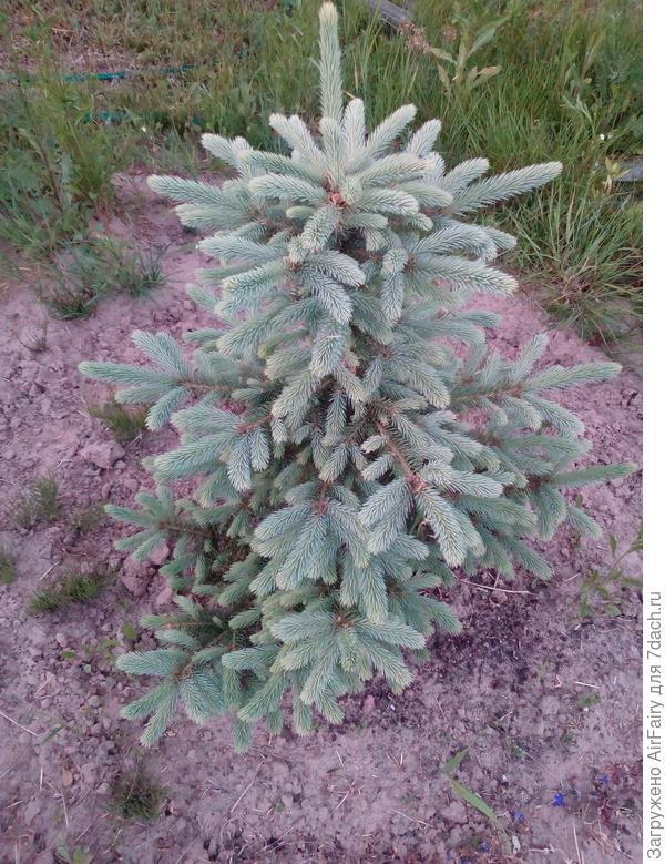 Маджестик Блю, июнь 2021 г.