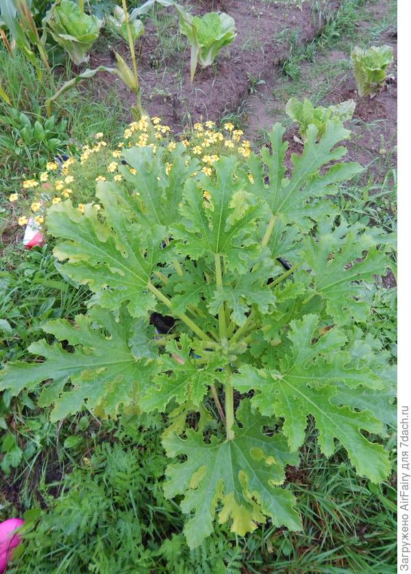 31 августа 2021 г.