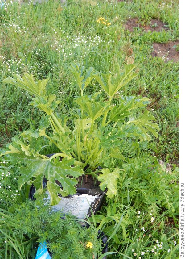 Еще одна завязь, 21 июля 2021 г.