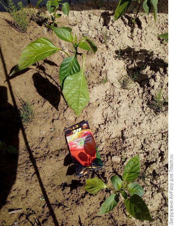 Кубович, 20 июня 2021 г.