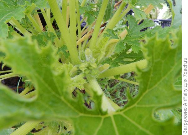 Повторные завязи, 31 августа 2021 г.