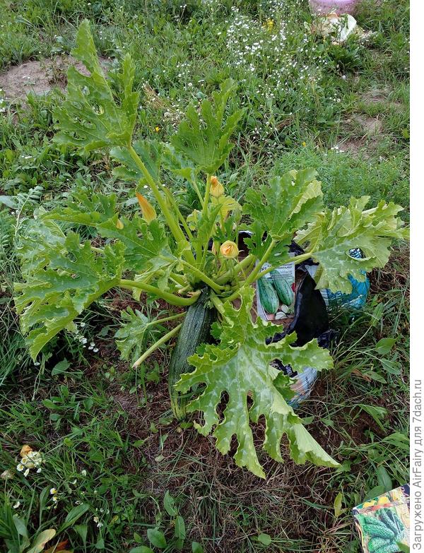 Массовое цветение, 30 июля 2021 г.