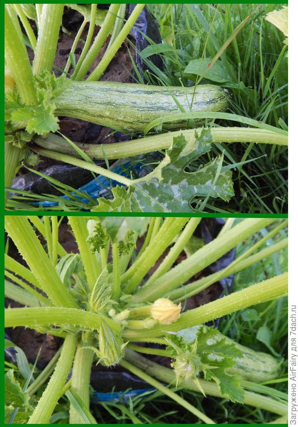 Продолжаем расти, 21 июля 2021 г.