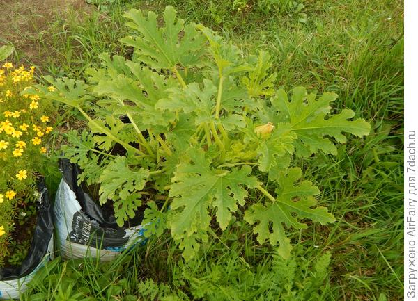 Еще одна попытка цветения, 8 сентября 2021 г.