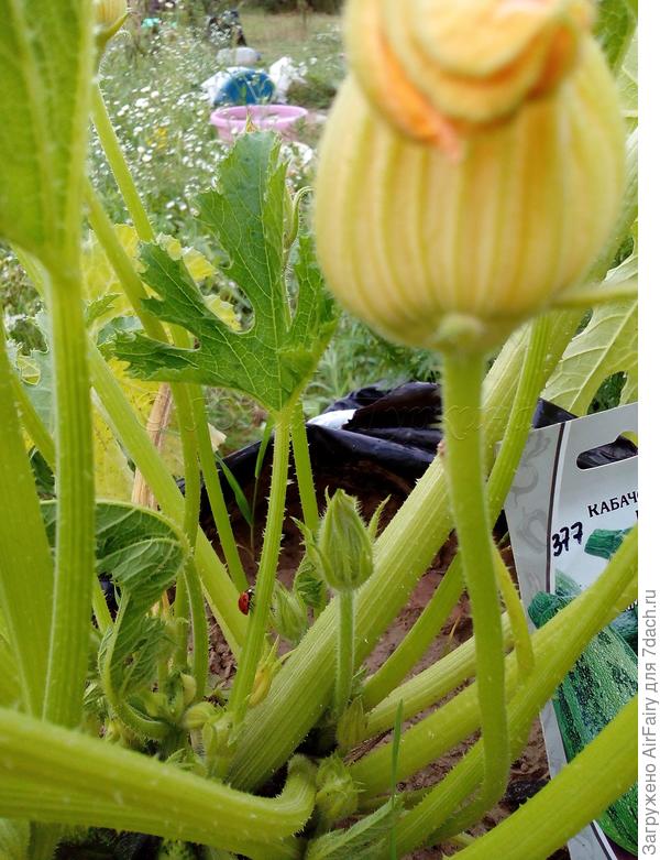 Маленькое чудо