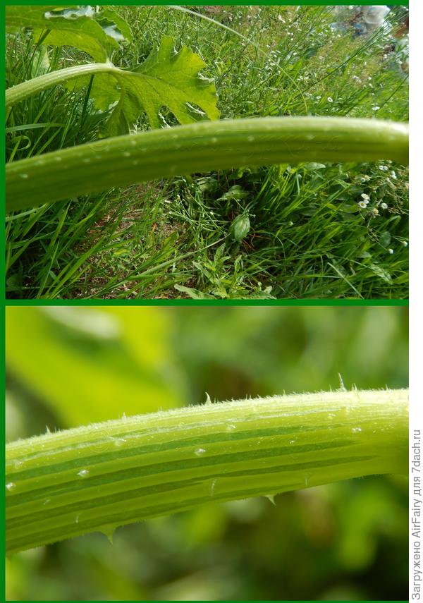 На стеблях появились шипы