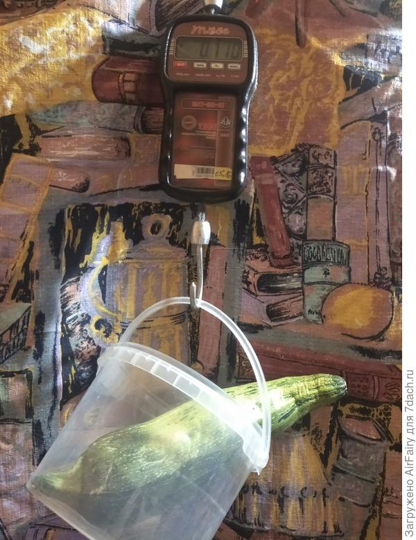 Масса плода = 690 гр. (с учетом погрешности в 80 гр)