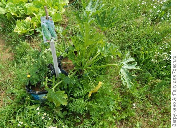 18 июня 2021 г.