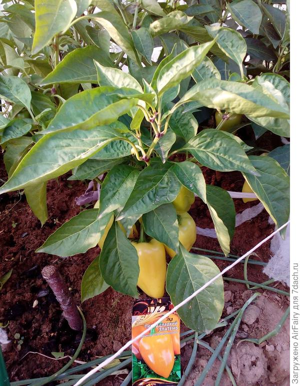 9 августа 2021 г.