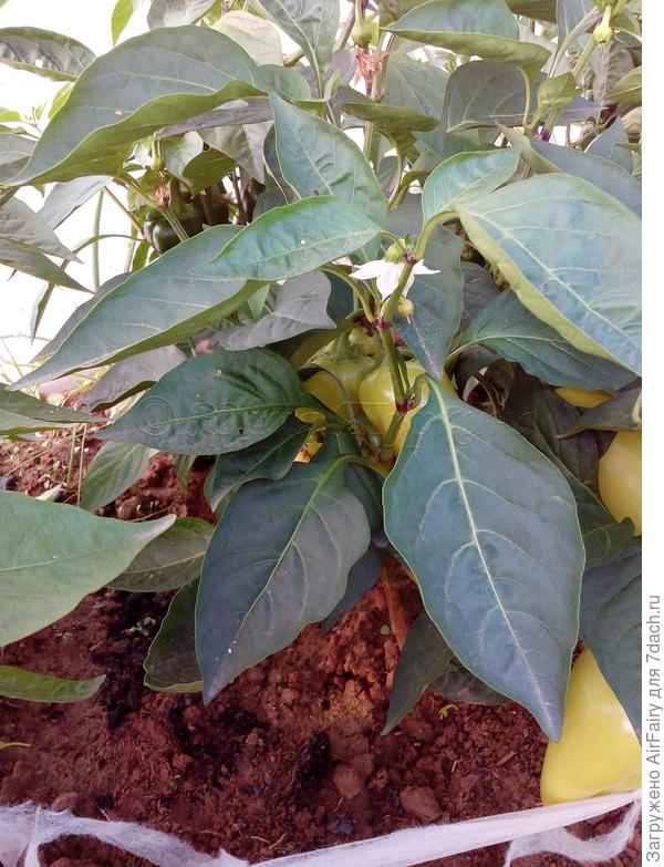 9 августа 2021 г.