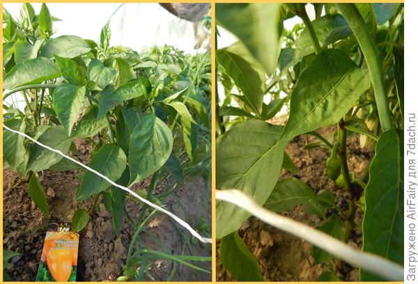 Первая завязь, 13 июля 2021 г.