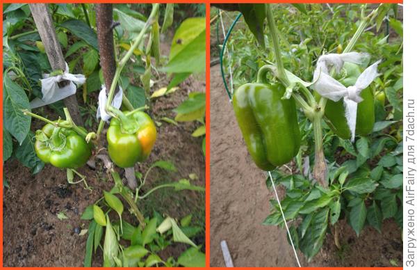 Последний урожай перед уборкой куста, 12 сентября 2021 г.