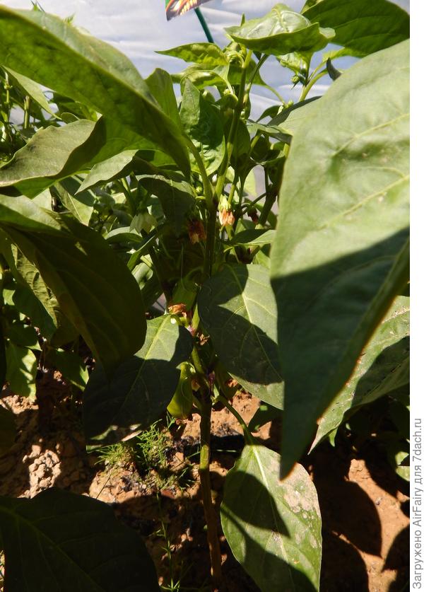 Проблемный кустик 153/3, 22 июля 2021 г.