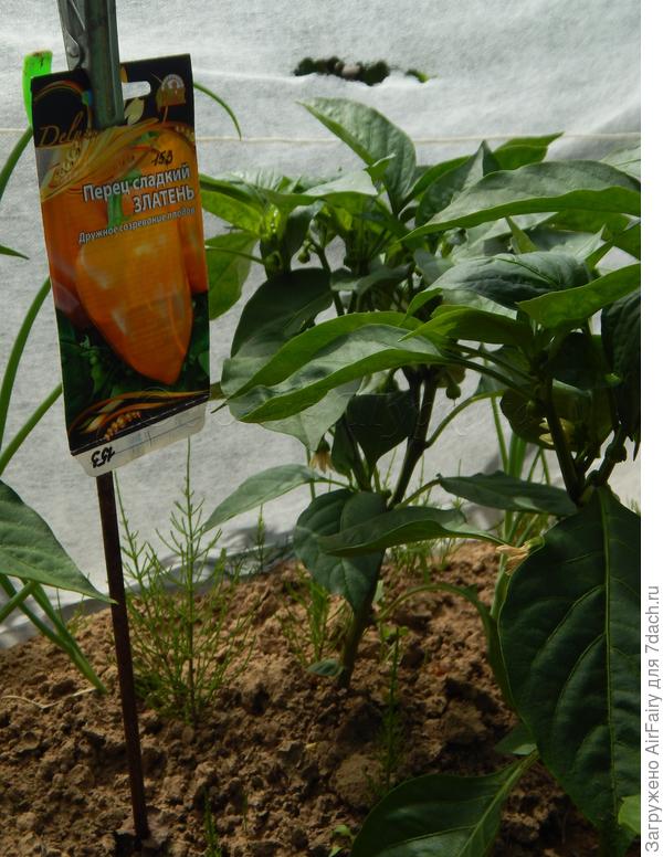 Бутонизация и цветение, 8 июля 2021 г.