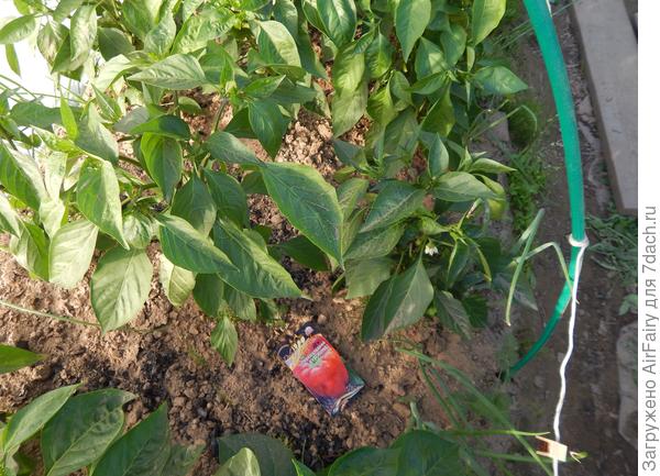 Перец Кубович, 13 июля 2021 г.