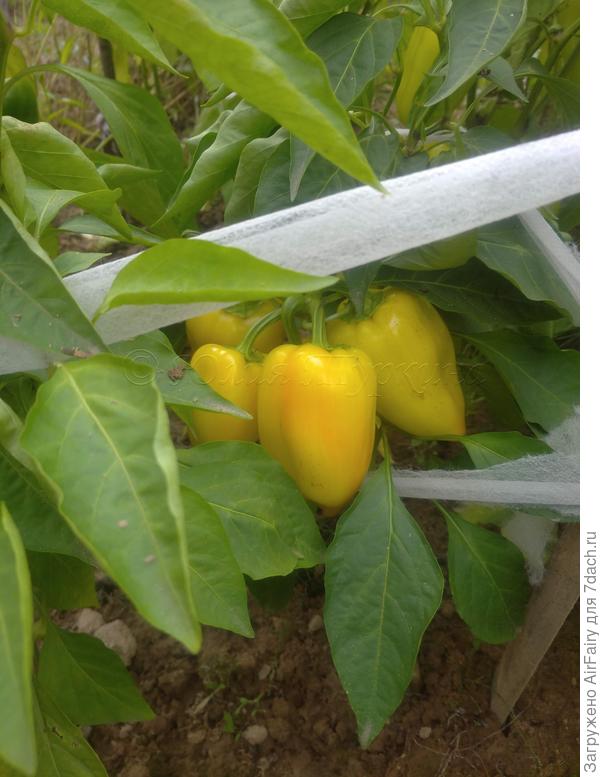 8 сентября 2021 г.