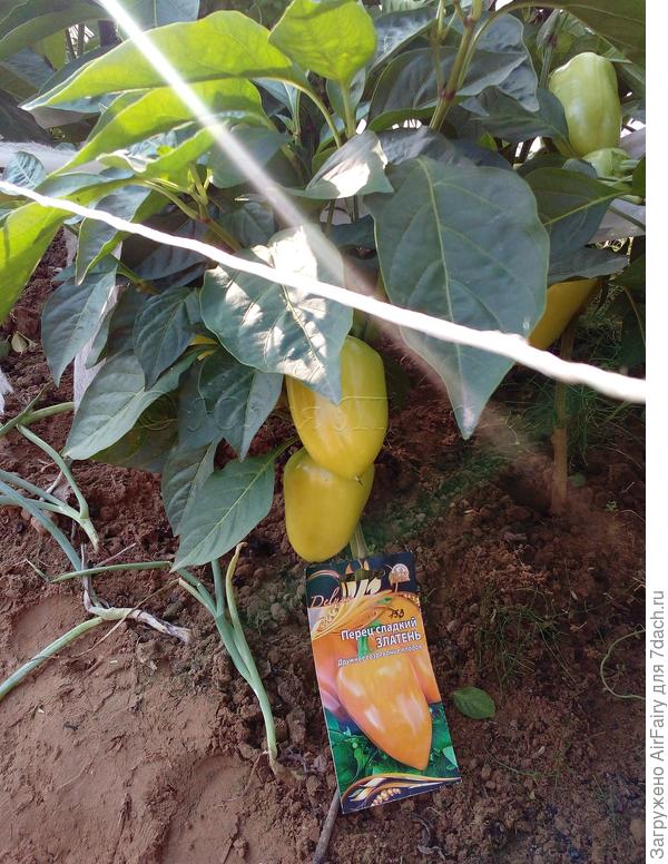 9 августа 2021 г.