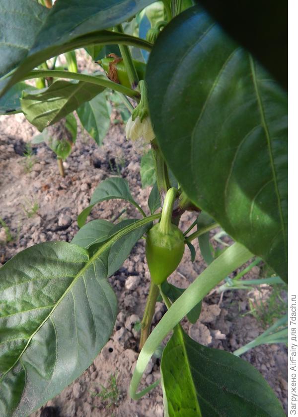 Первая завязь, 13 июля 2021 г.