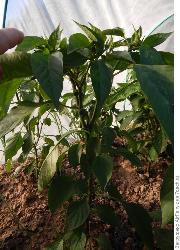 Первая завязь, 13 июля 2021 г.