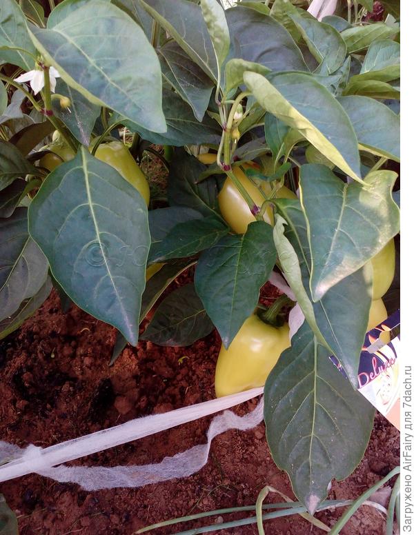 9 августа 2021 г.