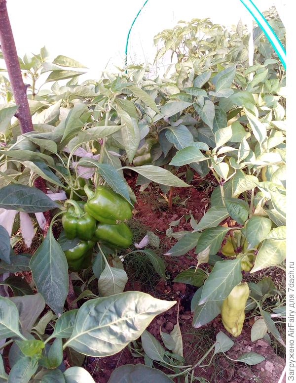 9 августа 2021 г.