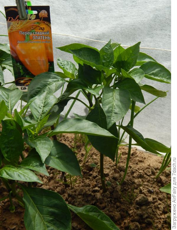 Бутонизация и цветение, 8 июля 2021 г.