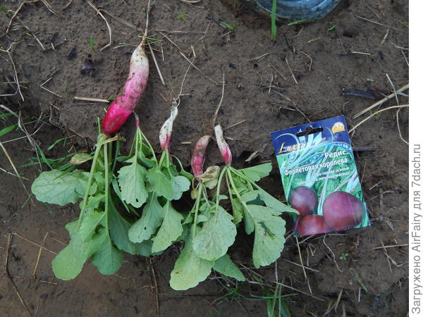 Урожай, 24 июня 2021 г.