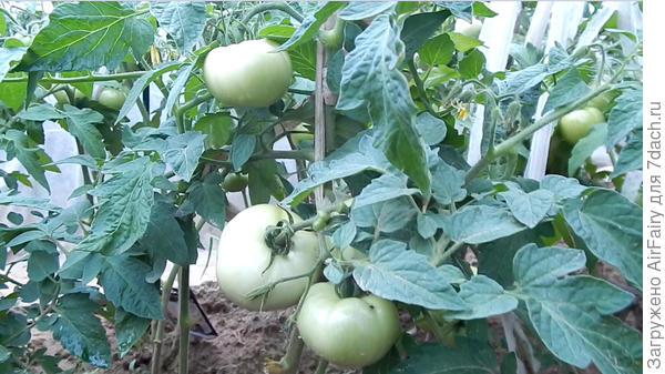 31 июля 2021 г.