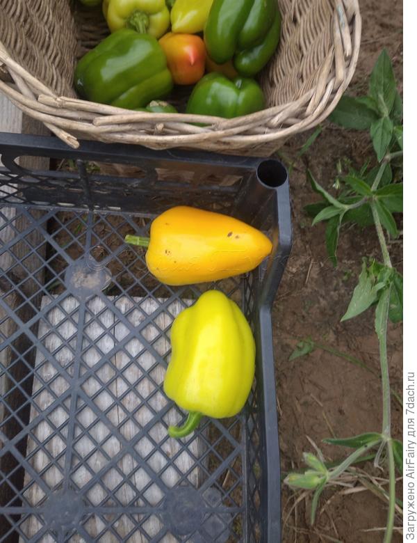 Предпоследняя уборка малышей